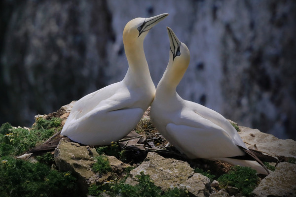 Northern Gannet