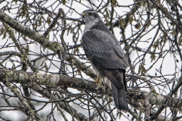 Northern Goshawk