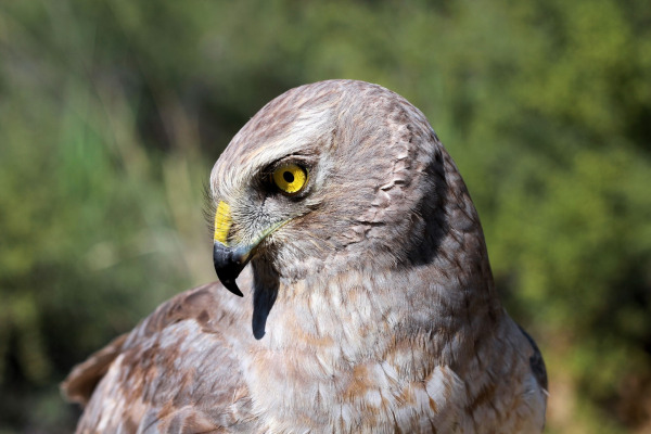 Northern Harrier