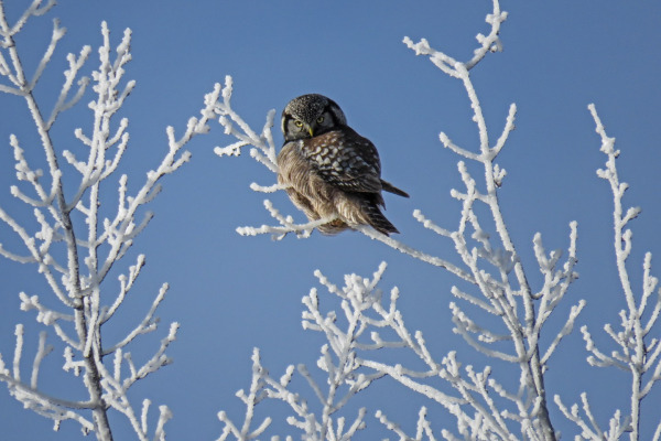 Northern Hawk Owl