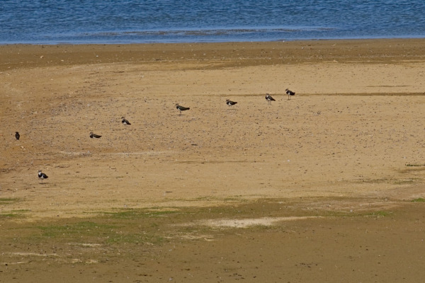 Northern Lapwing