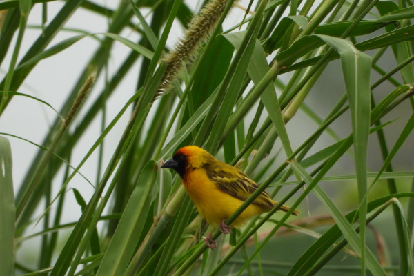 Northern Masked Weaver