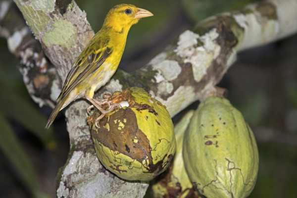 Northern Masked Weaver