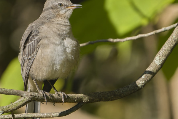 Northern Mockingbird
