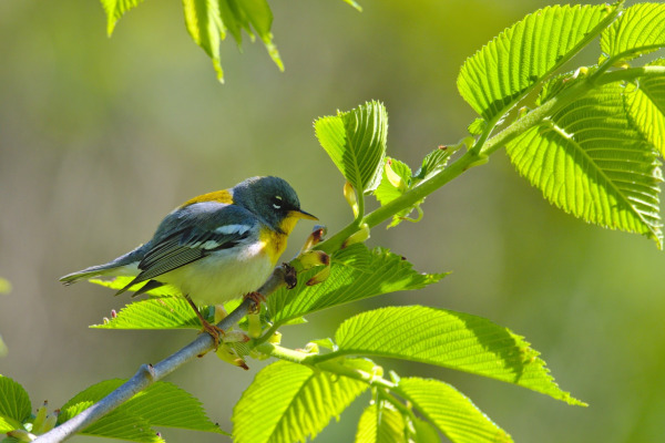 Northern Parula
