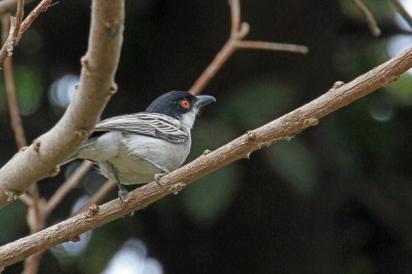 Northern Puffback