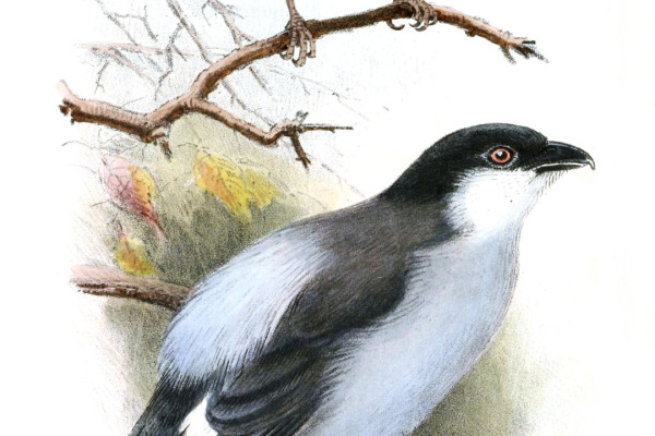 Northern Puffback