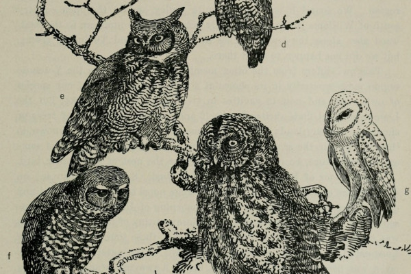 Northern Pygmy-Owl