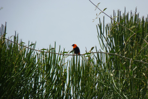 Northern Red Bishop