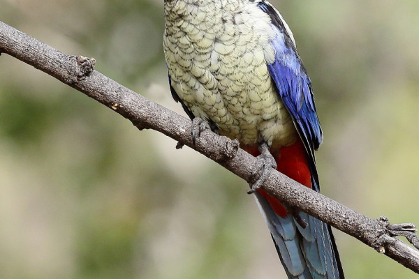Northern Rosella