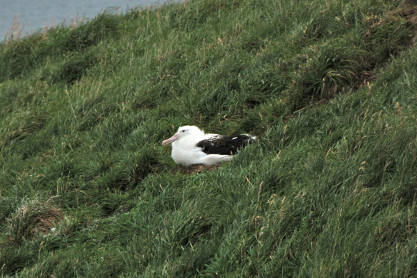 Northern Royal Albatross