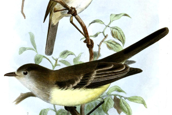 Northern Scrub-Flycatcher