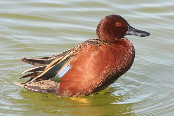 Northern Shoveler