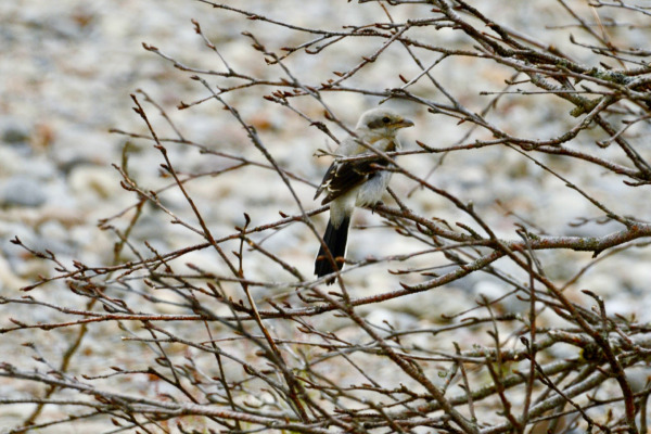 Northern Shrike