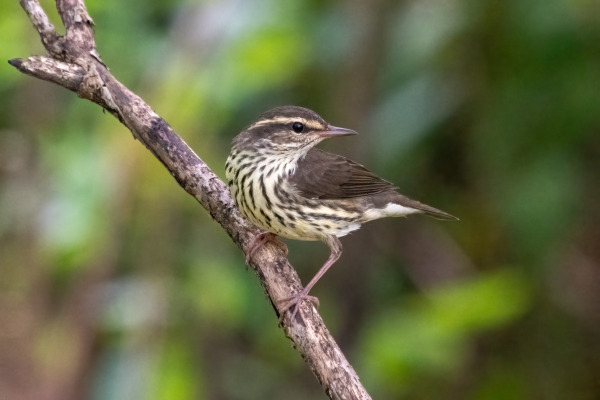 Northern Waterthrush