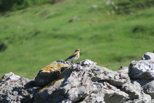 Northern Wheatear
