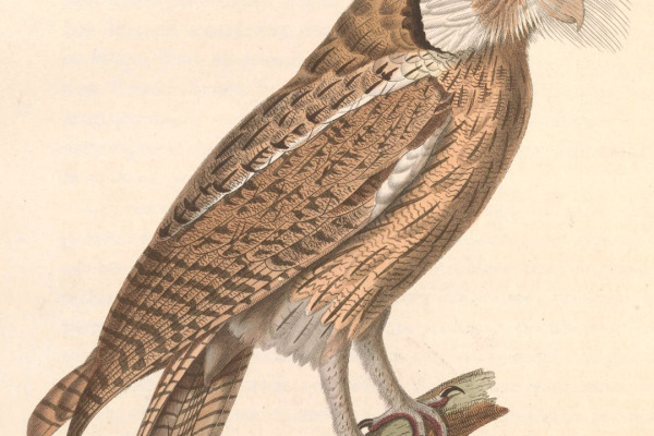 Northern White-faced Owl