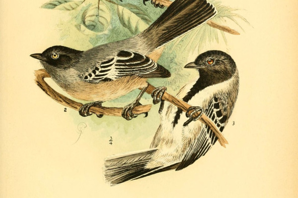 Northern White-winged Tit