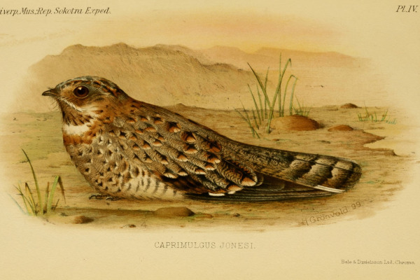 Nubian Nightjar