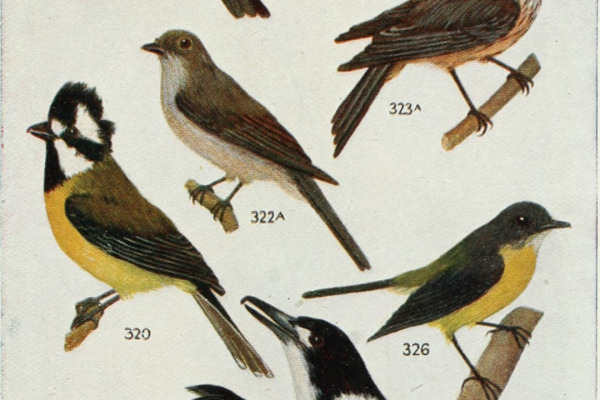 Nullarbor Quail-thrush
