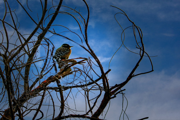 Nuttall's Woodpecker