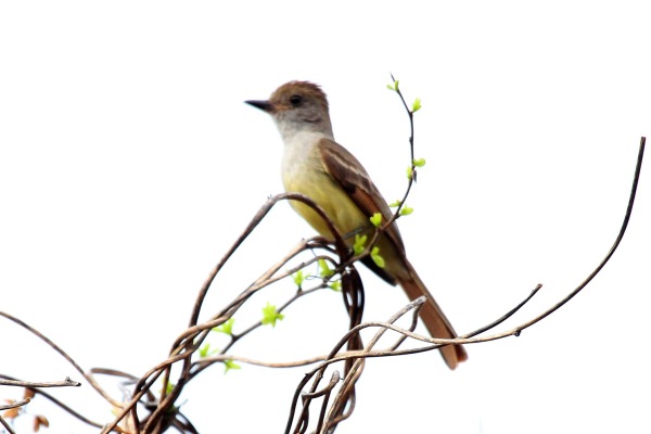 Nutting's flycatcher