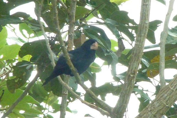 Nutting's seedeater