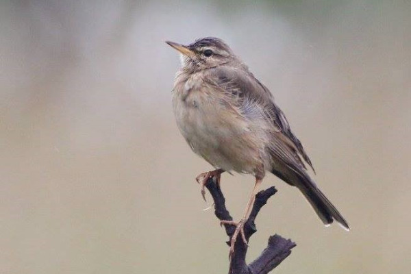 Nyasa Pipit