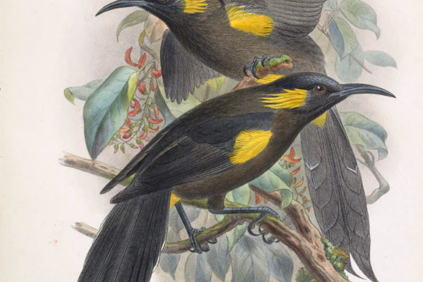 ʻOʻu