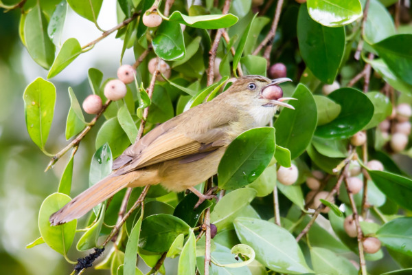 Oahu Elepaio