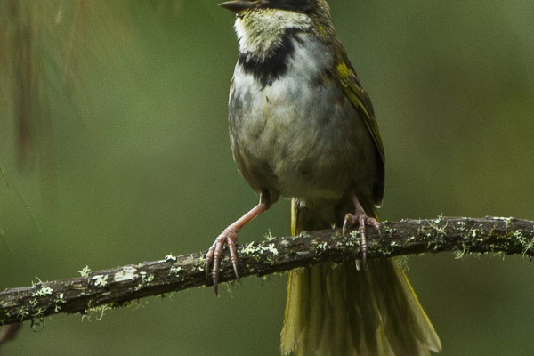 Oaxaca Sparrow