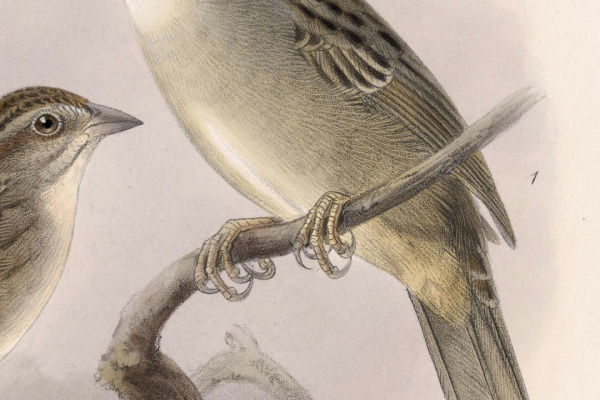 Oaxaca Sparrow
