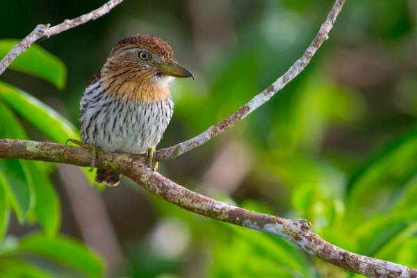 Obama's Royal Flycatcher