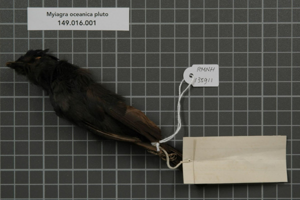Oceanic Flycatcher