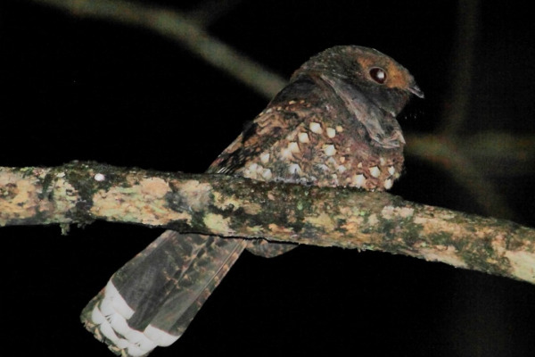 Ocellated Poorwill