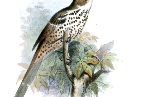 Ocellated Thrasher
