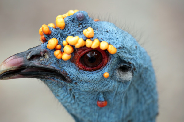 Ocellated Turkey