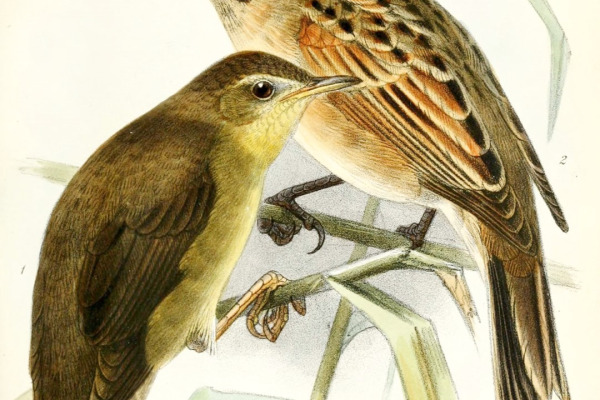 Ochotsk bush warbler