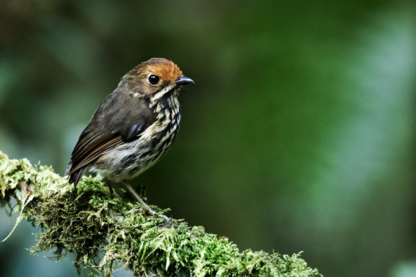 Ochraceous Antpitta