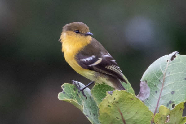 Ochraceous-breasted Flycatcher