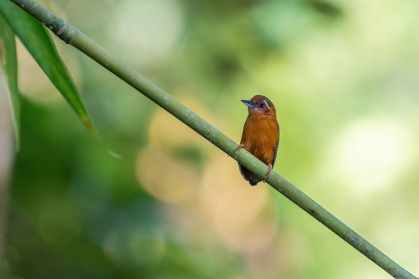 Ochraceous Bulbul