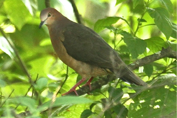Ochraceous Dove