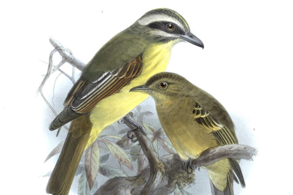 Ochraceous Pewee