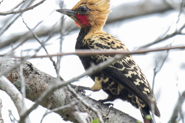 Ochraceous Woodpecker