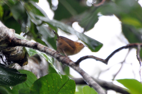 Ochraceous Wren