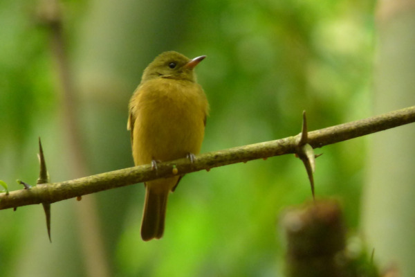 Ochre-bellied Flycatcher