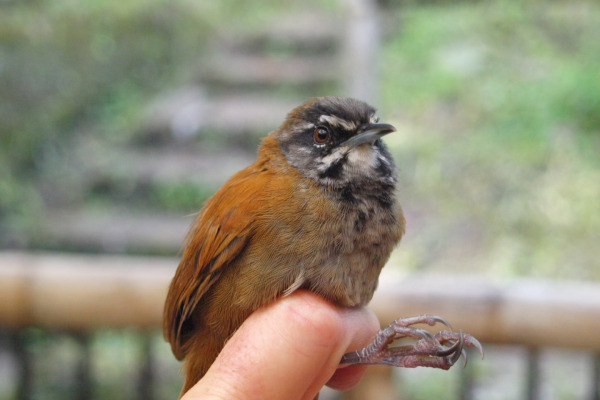 Ochre-bellied Wren