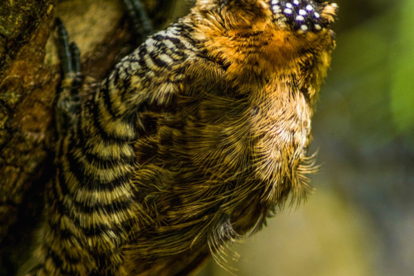 Ochre-collared Piculet