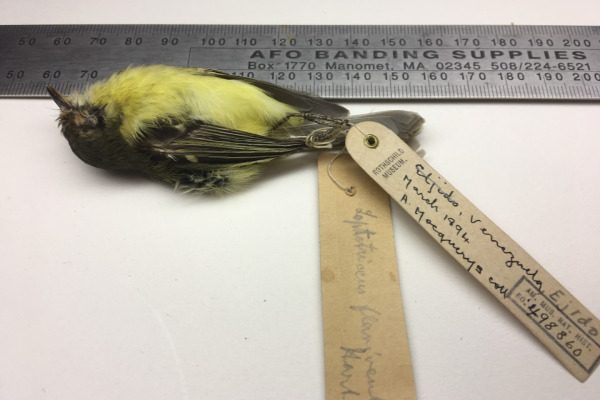 Ochre-faced Tody-Flycatcher