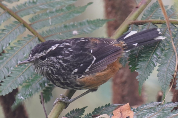 Ochre-rumped Antbird